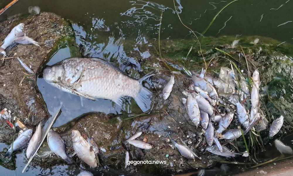 Aπόκοσμες εικόνες στο λιμάνι του Βόλου: Με την απόχη μαζεύουν χιλιάδες νεκρά ψάρια